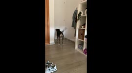 Excited dog spins tail like a helicopter in Cambrils, Spain