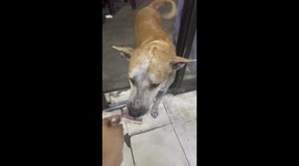 Clever stray dog carries cash to buy meat from BBQ restaurant