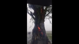 Lightning strike leaves tree burning terrifyingly from the inside