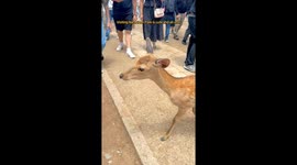 A sweet encounter turns into a snack-fueled stand-off at Nara Deer Park in Japan