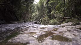 River in a pristine tropical forest