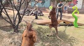 Zookeepers use brooms to separate kangaroos fierce fight in enclosure