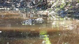 Young Alligator Death Rolls With Opossum