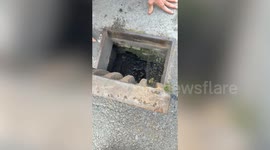 Duckling rescued from drain and reunited with its mum