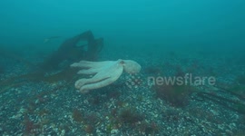 Stunning footage shows rare octopus 'bloom'