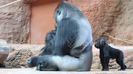 Cute footage shows baby gorilla hitting her unbothered father