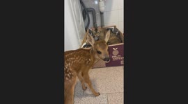 Momma Cat Accepts Nursing Fawn