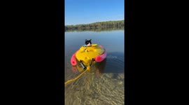 Lake life, cat style- Watch the coolest cat to ever sail a cooler