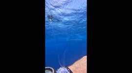 Amazing Translucent Sea Creature