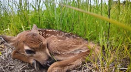 Day-Old Fawn In Oregon