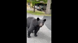 Black Bear Says No Filming