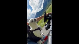 Chihuahua Pup Helps Pedal Bike