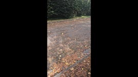 Bizarre Floating Leaf Suspended in Mid-Air