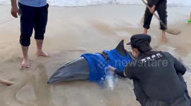 China: Stranded dolphin rescued in Hainan