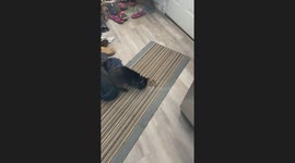 Cat Reacts to Snake That Got Inside