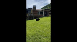 Bear in My Yard