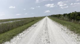 Florida Man Comes Across Baby Alligator on Bike Path and Tries to Scare it Off to Safety