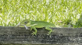 Gecko or Lizard steals baitfish minnow and takes its time eating it in Florida