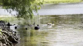 Florida Dad Discovers Even Ducks Do It Doggy Style! Hilarious Moment Man Records Ducks Making babies