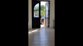 Puppy steals hearts as she runs down the aisle while saying hello to guests