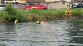 Italy: Firefighters rescue herd of cows stranded in Italy's Villoresi Canal