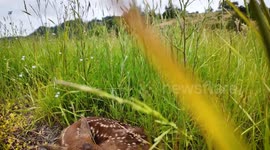US: Day-Old Fawn in Oregon