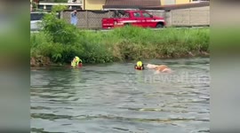 Firefighters rescue cows stranded in river in Italy