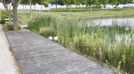 Swans Family 1