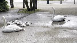 Swans Family 4