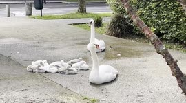 Swans Family 5