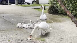 Swans Family 6