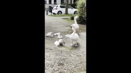 Swan Family 7