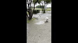 Swans Family 8