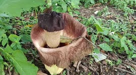 The Rare Flower Blossom in Bintan island, Indonesia