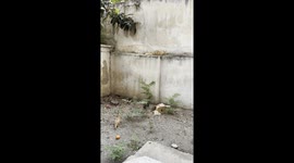 Funny cats. “Mother of the Year”, ginger cat gathered her kittens to troll them