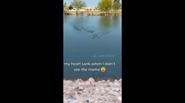 I have fed these baby ducks since they were born. When I went to the pond and only saw the babies without their parents I got worried something had happened to the mom