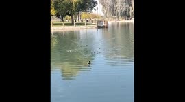 Baby ducks rush to meet their trusted favorite human
