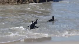 South Africa establishes non-fishing zones to save endangered penguins