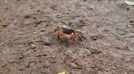Small Crabs at Work: Key Players in Aquatic Ecosystems