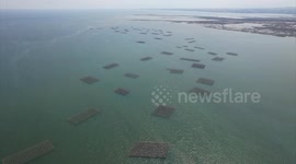 Greece: Higher sea temperatures devastate Greece's mussel farming sector