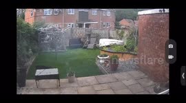 My cat caught a bird, she chased it and ended up in the pond