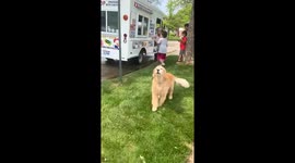 Ice cream man’s favorite customer has four paws and a golden coat:  Ice cream-loving dog jumps with excitement