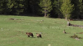 Mama Bear Protects Her Cubs From Boar Grizzly
