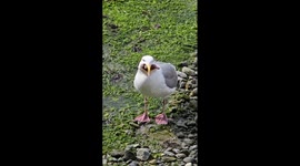 Seagull Snacks on a Starfish
