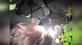 Firemen rescue two snakes tangled in net in Italy