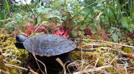 Turtle hatchlings settle into new home at Oregon Zoo