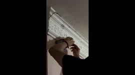 Kitten rescued from ceiling coving in family's home