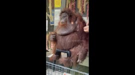 Locals pose with world's saddest orangutan at zoo in the Philippines