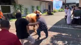 Sacrificial cow escapes before getting stuck in pond in Indonesia
