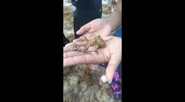 Tourists play with blue-ringed octopus unaware of its deadly venom